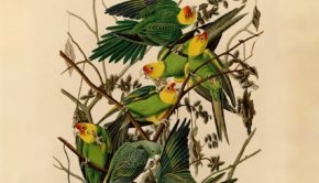 Birds of America de Jacques Loeuille