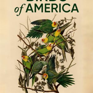 Birds of America de Jacques Loeuille